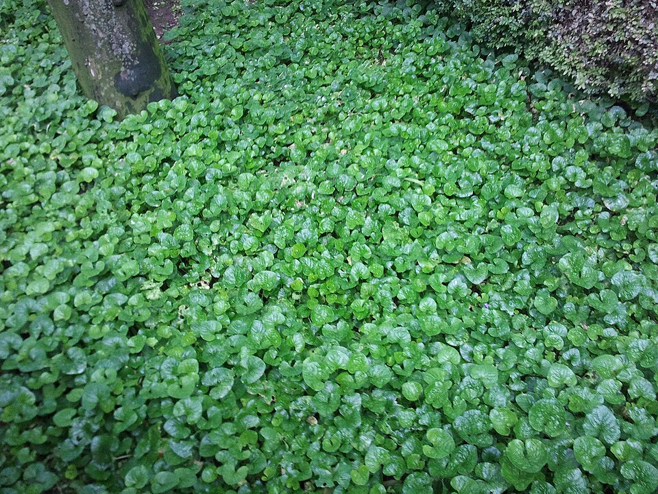 Petasites pyrenaicus (Winter Heliotrope)