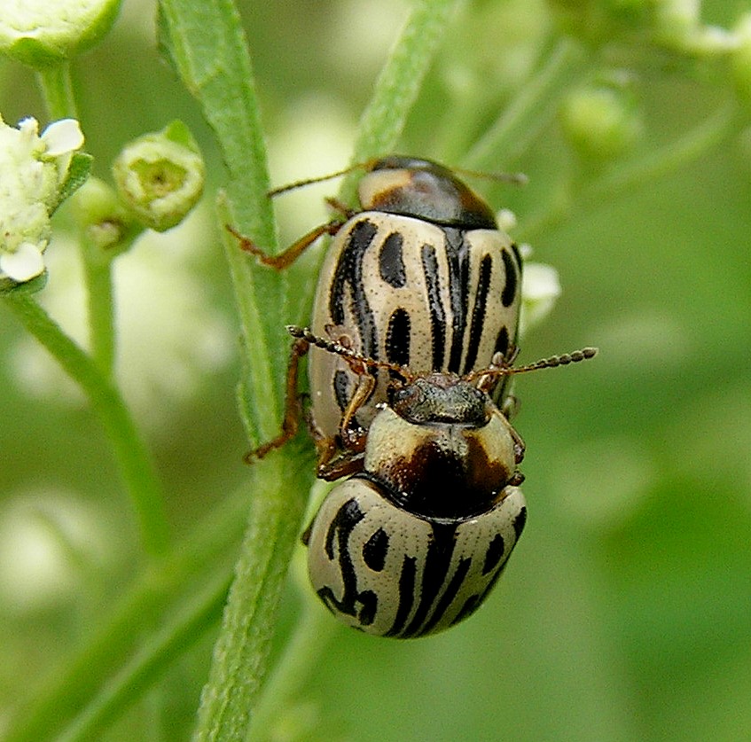 Parthenium hysterophorus (Santa Maria feverfew)