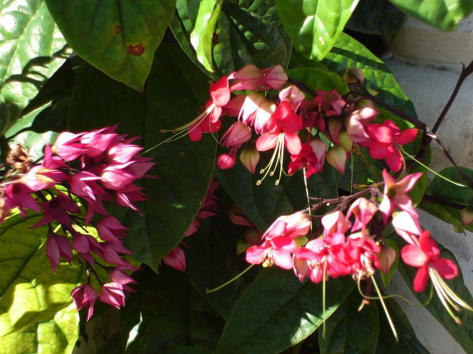 Clerodendrum × speciosum (Red Bleeding Heart Vine) (alternate view 7)