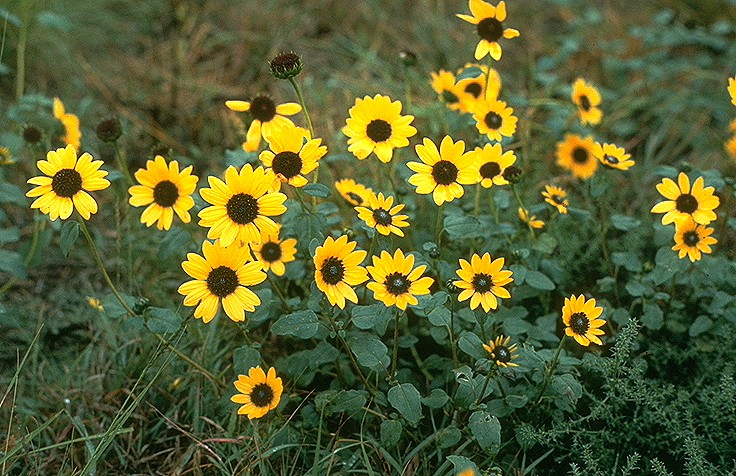 Helianthus petiolaris (prairie sunflower) (alternate view 2)