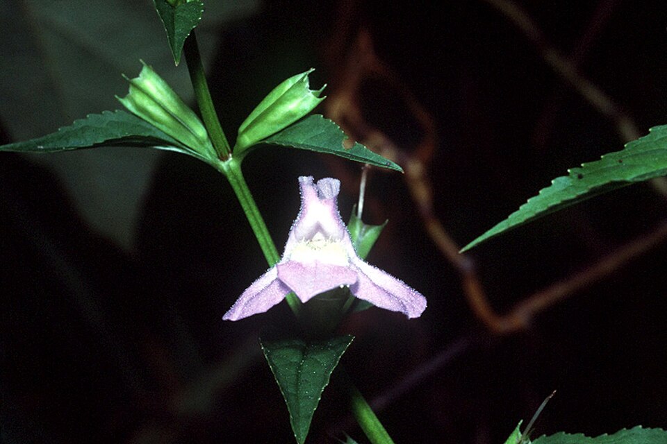 Mimulus alatus (sharpwing monkeyflower) (alternate view 3)