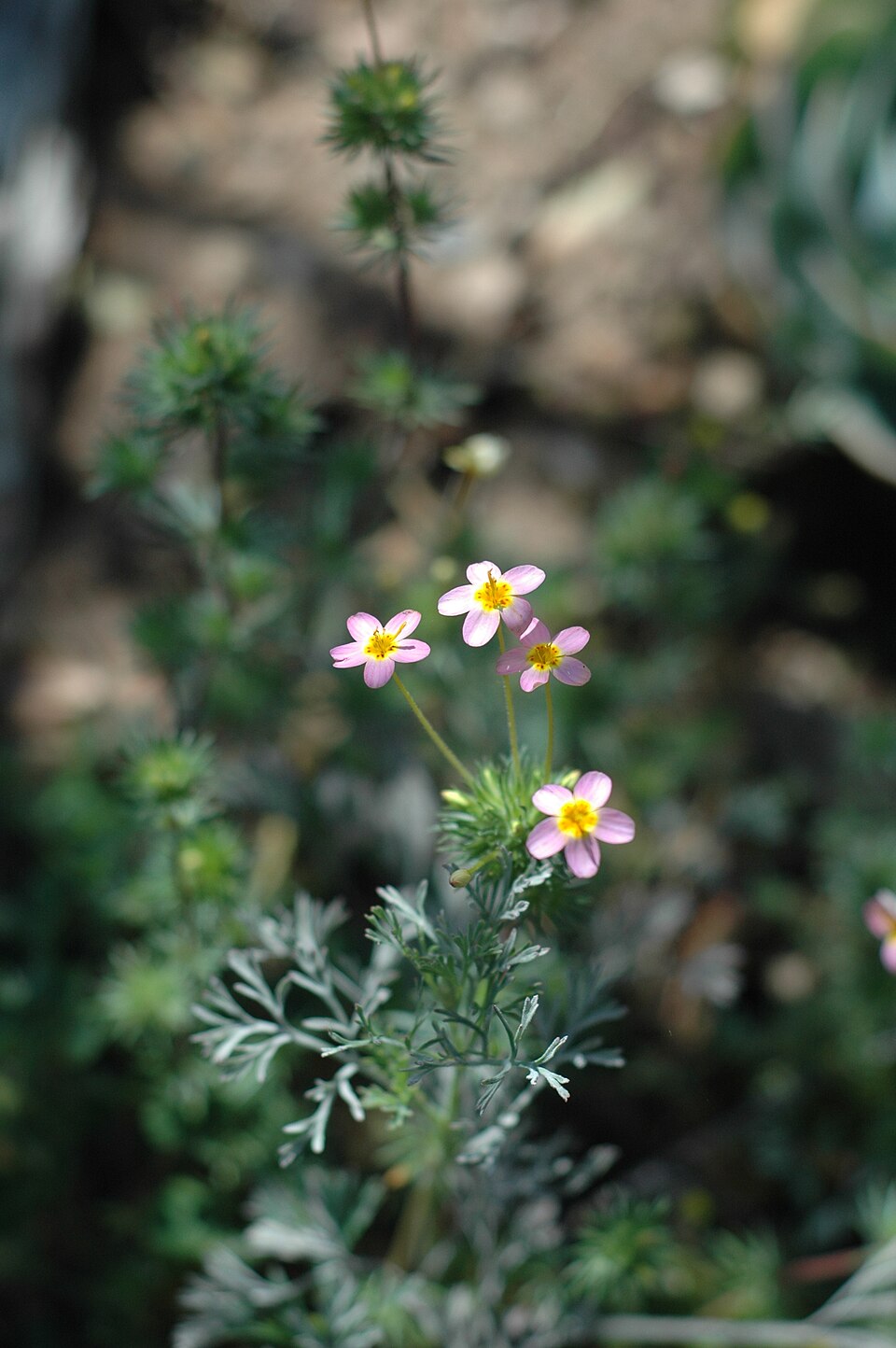 Leptosiphon parviflorus (variable linanthus) (alternate view 2)