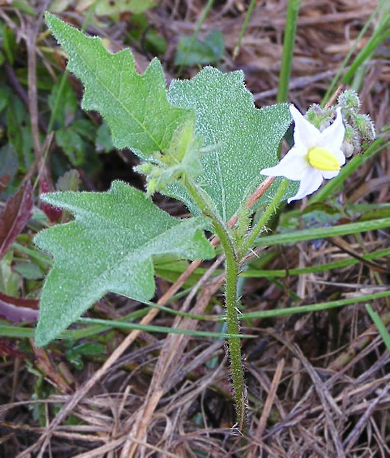 Solanum carolinense (Carolina horsenettle)