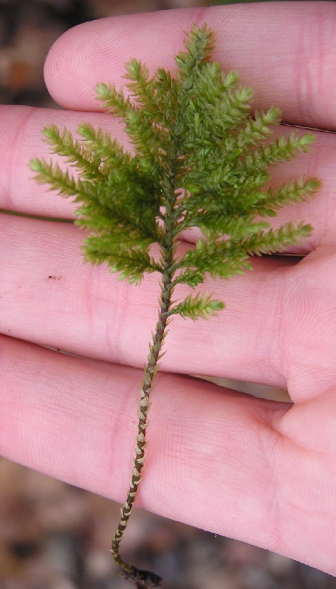 Thamnobryum alopecurum (Fox-tail Feather-moss)