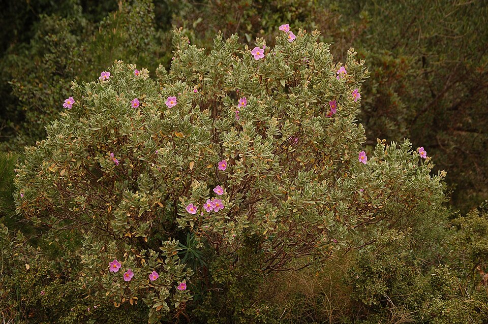 Cistus albidus (white-leaved cistus) (alternate view 10)
