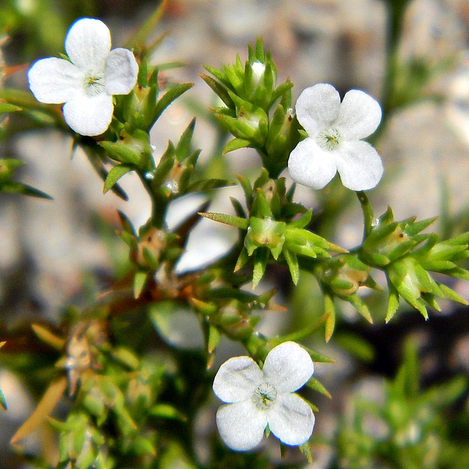 Polypremum procumbens (Rust Weed) (alternate view 3)