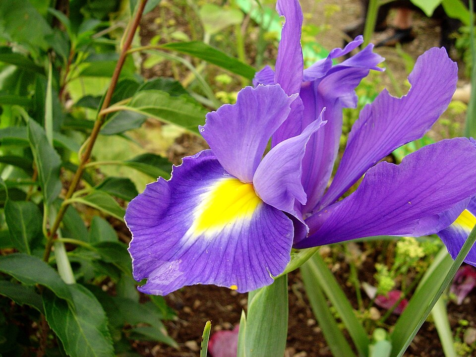 Iris × hollandica (Dutch iris) (alternate view 3)