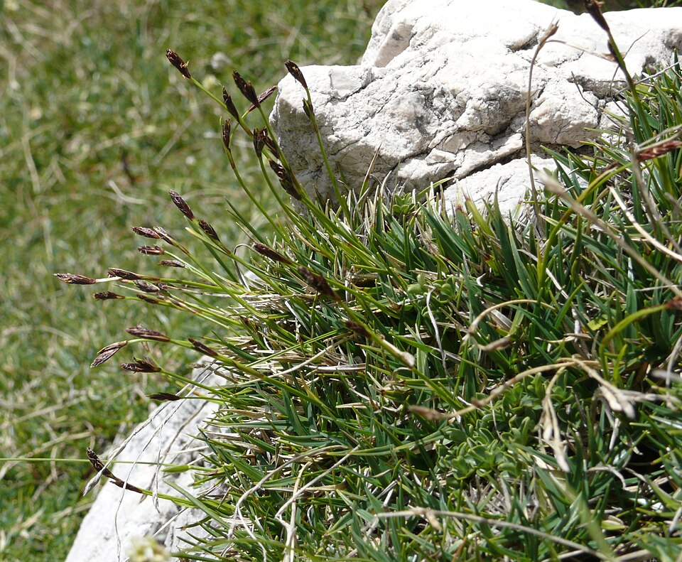 Carex firma (firm sedge) (alternate view 9)