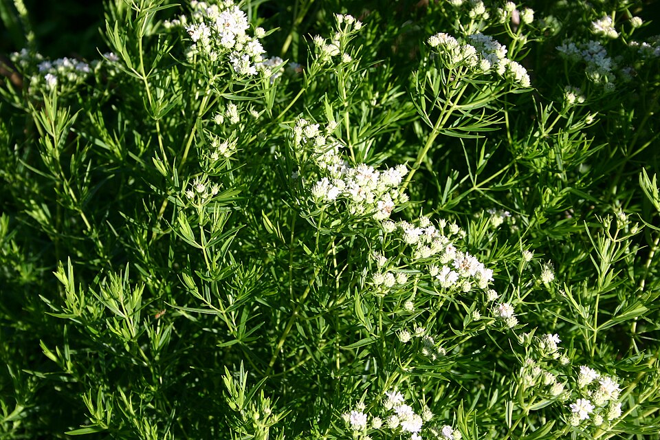 Pycnanthemum tenuifolium (narrowleaf mountainmint) (alternate view 6)