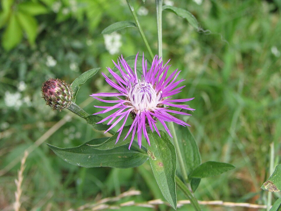 Centaurea nigrescens (meadow knapweed) (alternate view 6)