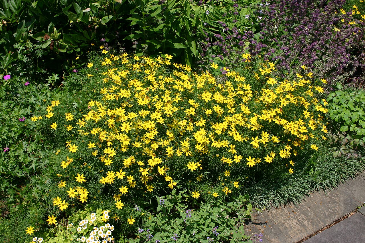 Coreopsis verticillata, Threadleaf coreopsis — spreading deciduous (Asteraceae) (image 2 of 10)