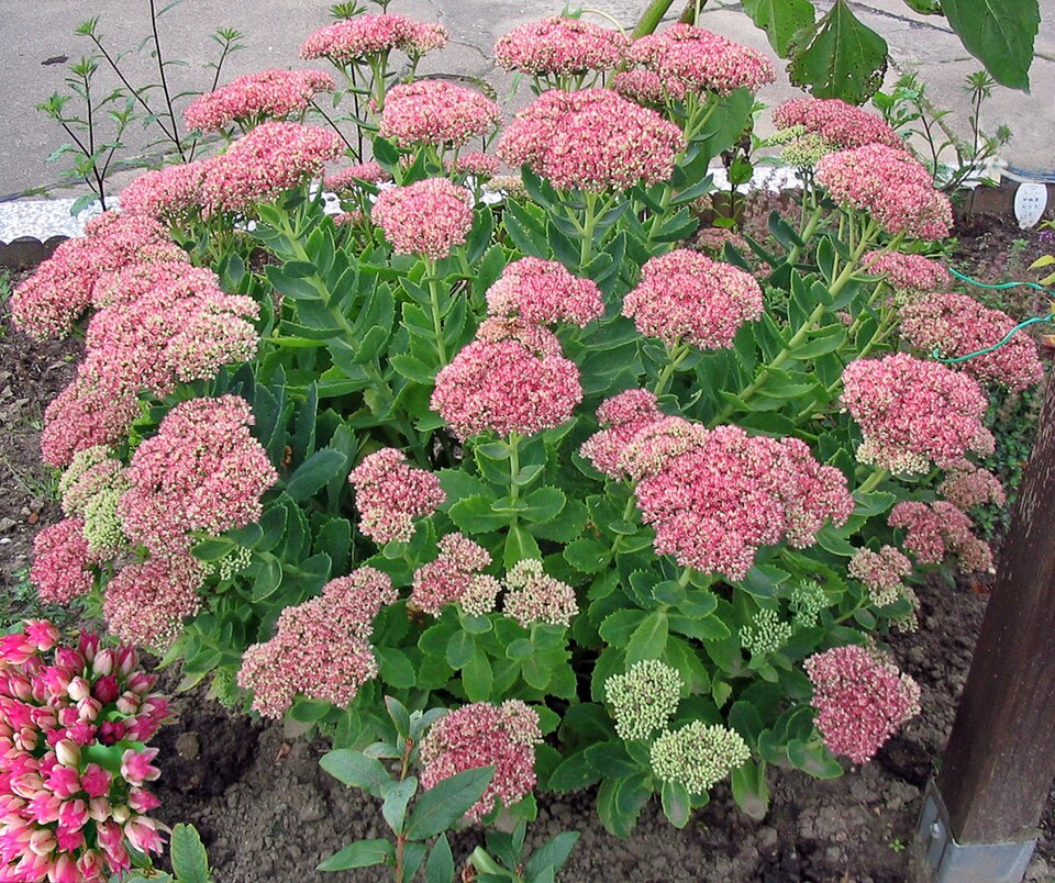 Hylotelephium 'Herbstfreude' (Autumn Joy Sedum)