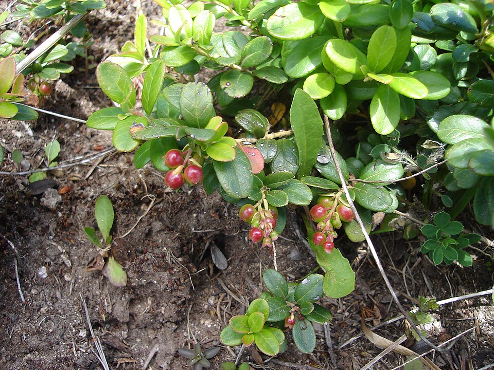 Vaccinium vitis-idaea (Lingonberry)