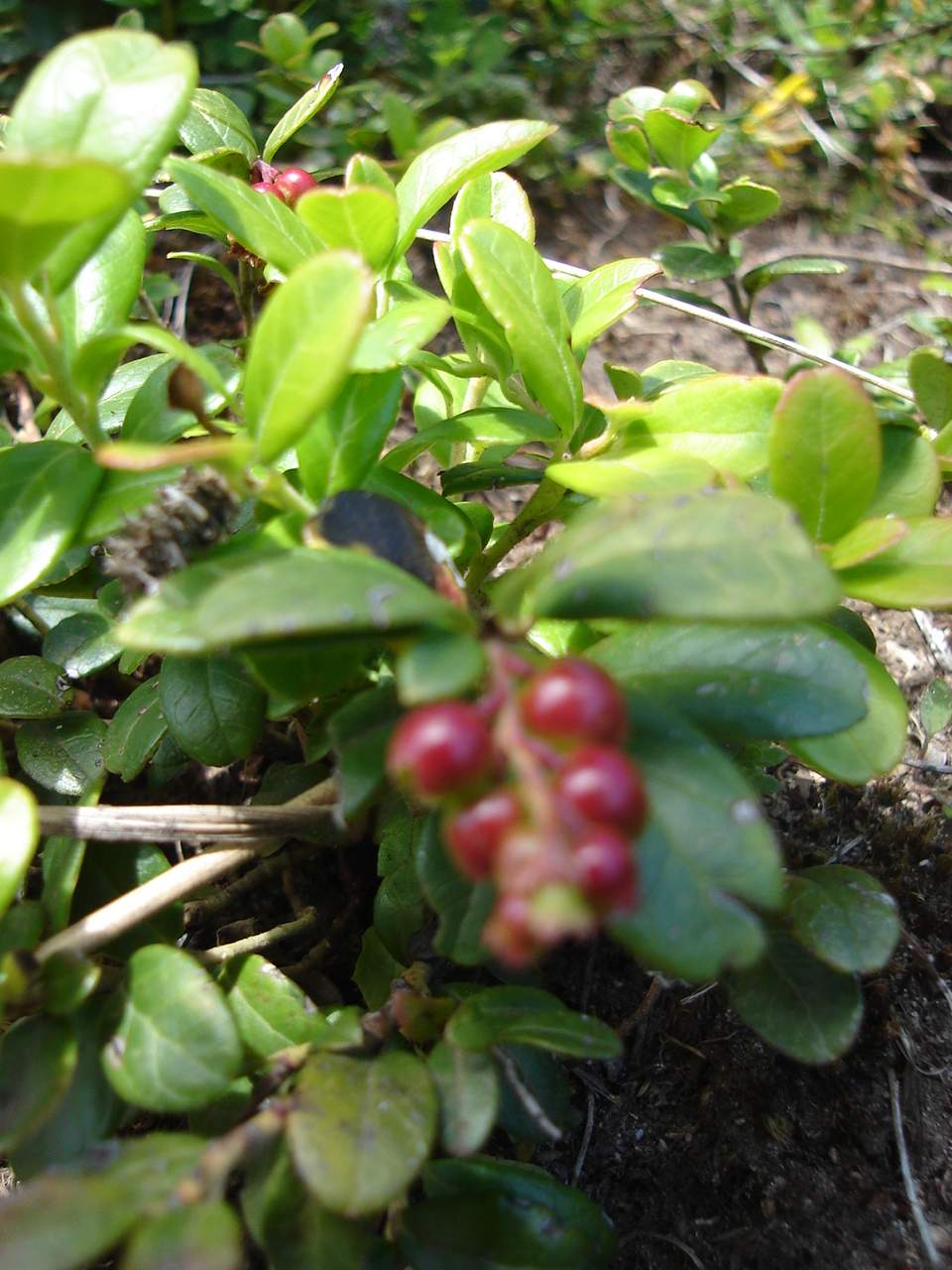 Vaccinium vitis-idaea (Lingonberry)