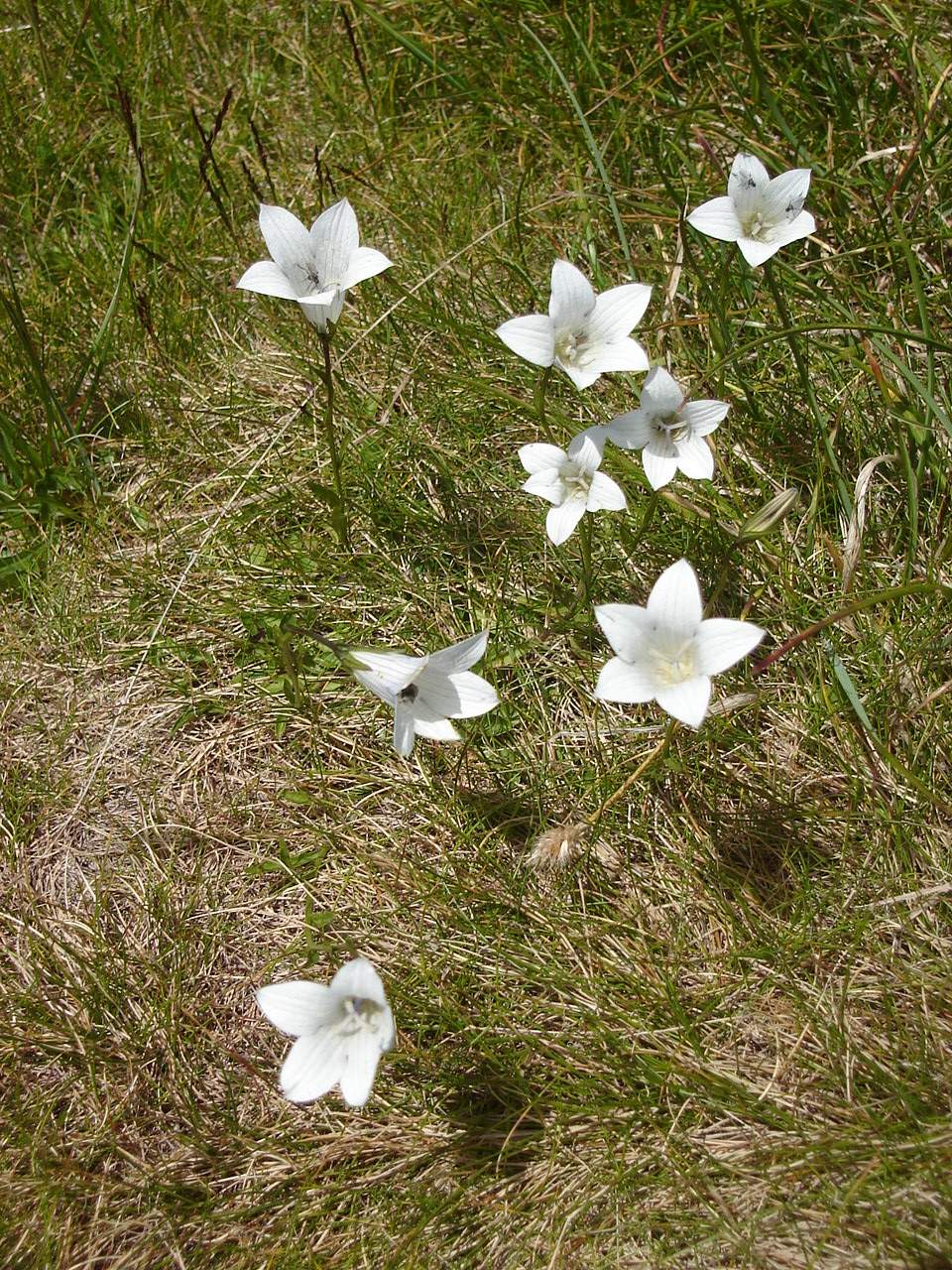 Campanula patula (Spreading Bellflower)