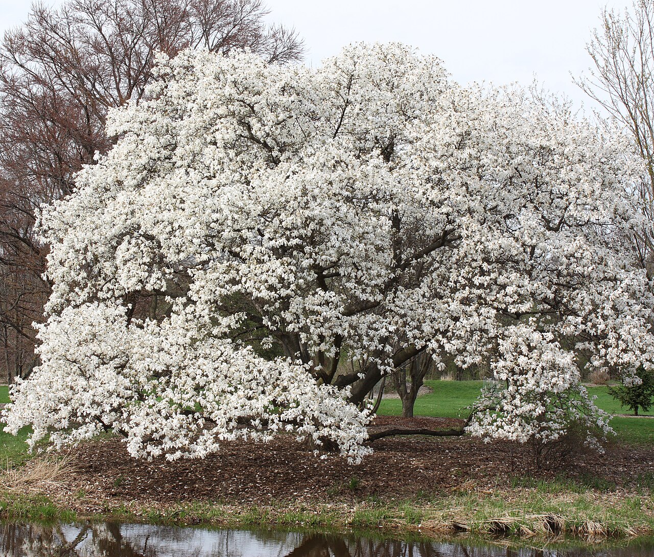 Magnolia kobus (Kobus Magnolia)