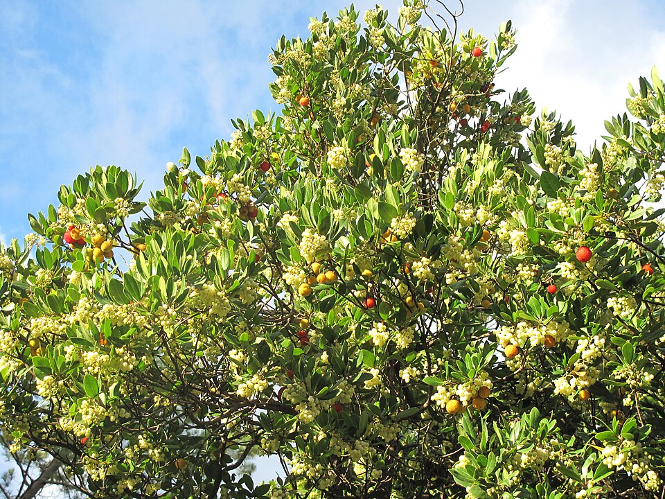 Arbutus unedo (strawberry tree) (alternate view 12)