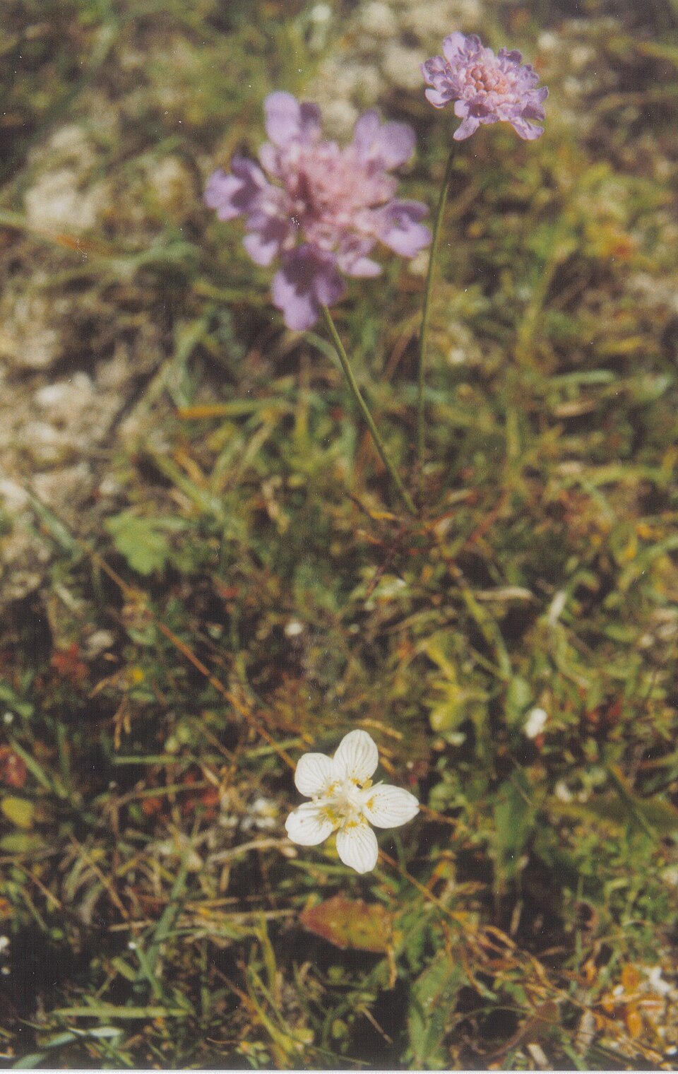 Parnassia palustris (marsh grass-of-Parnassus)