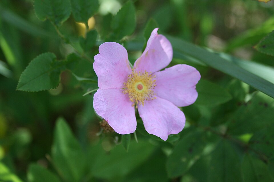 Rosa carolina (Carolina rose) (alternate view 6)