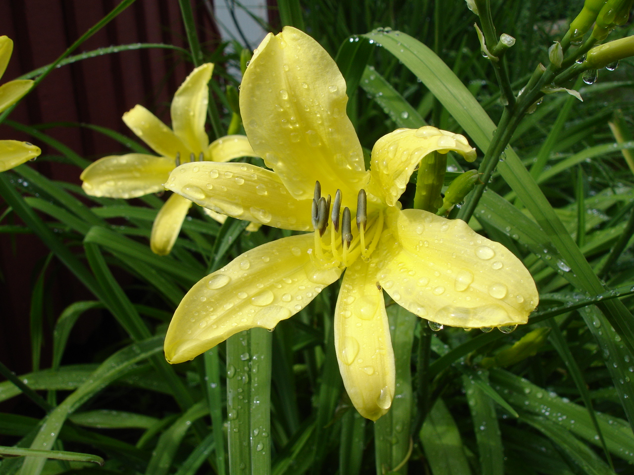 Hemerocallis citrina, Citron daylily — clumping deciduous (Asphodelaceae) (image 2 of 9)