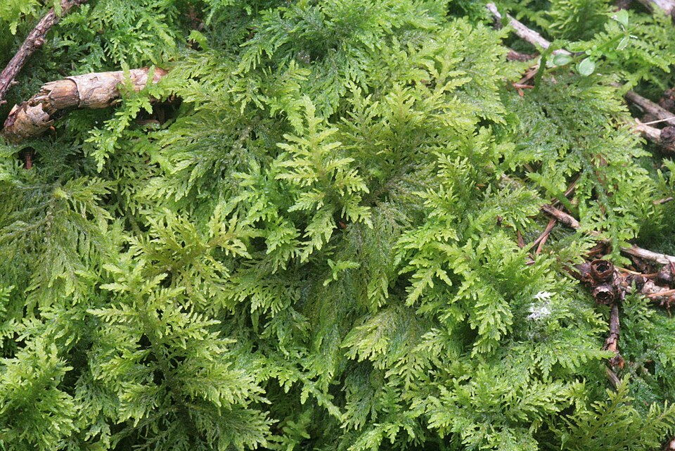 Thuidium tamariscinum (Common Tamarisk-moss)