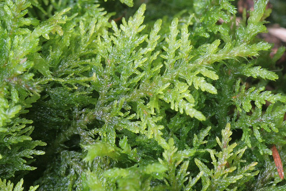 Thuidium tamariscinum (Common Tamarisk-moss)