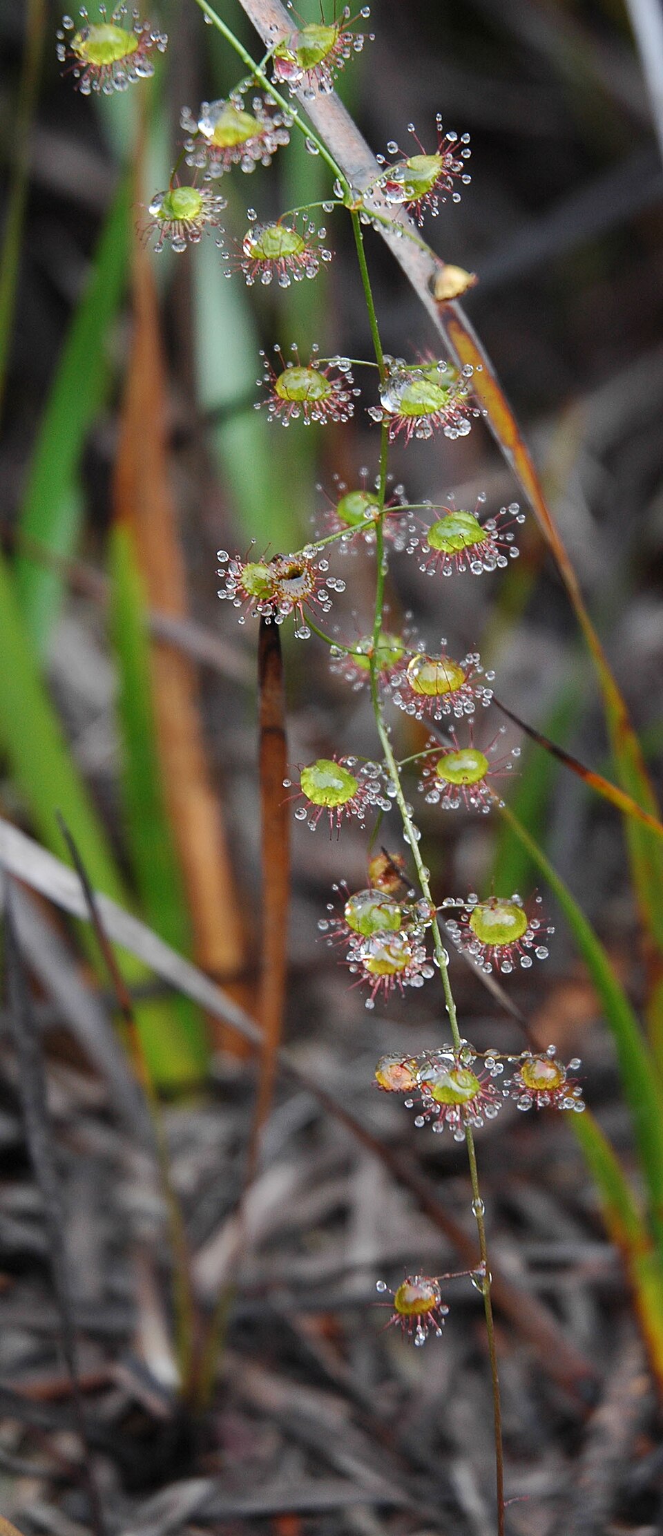 Drosera macrantha (Bridal Rainbow) (alternate view 7)