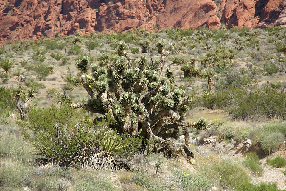 Yucca brevifolia (Western Joshua Tree) (alternate view 4)