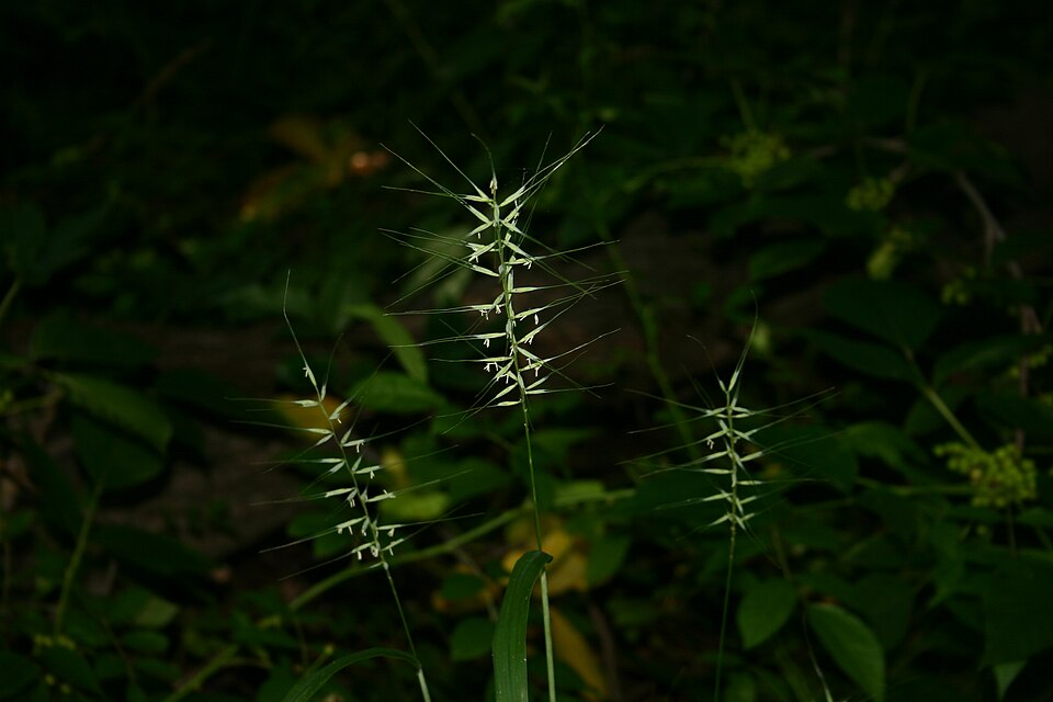 Elymus hystrix (Bottlebrush Grass) (alternate view 7)