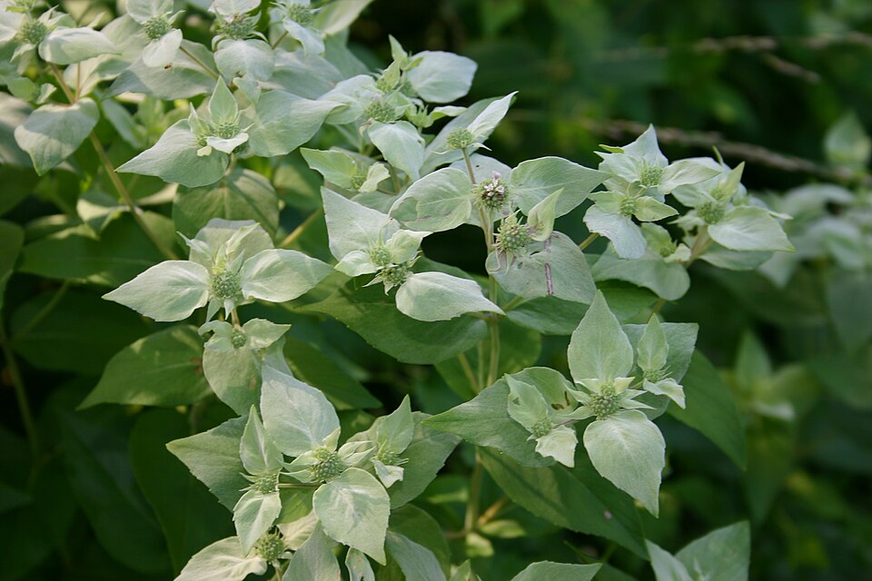 Pycnanthemum muticum (Short-Toothed Mountain Mint) (alternate view 6)