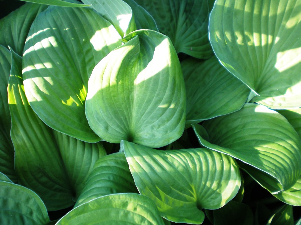 Hosta plantaginea, Fragrant plantain lily — mounding deciduous (Asparagaceae) (image 4 of 10)