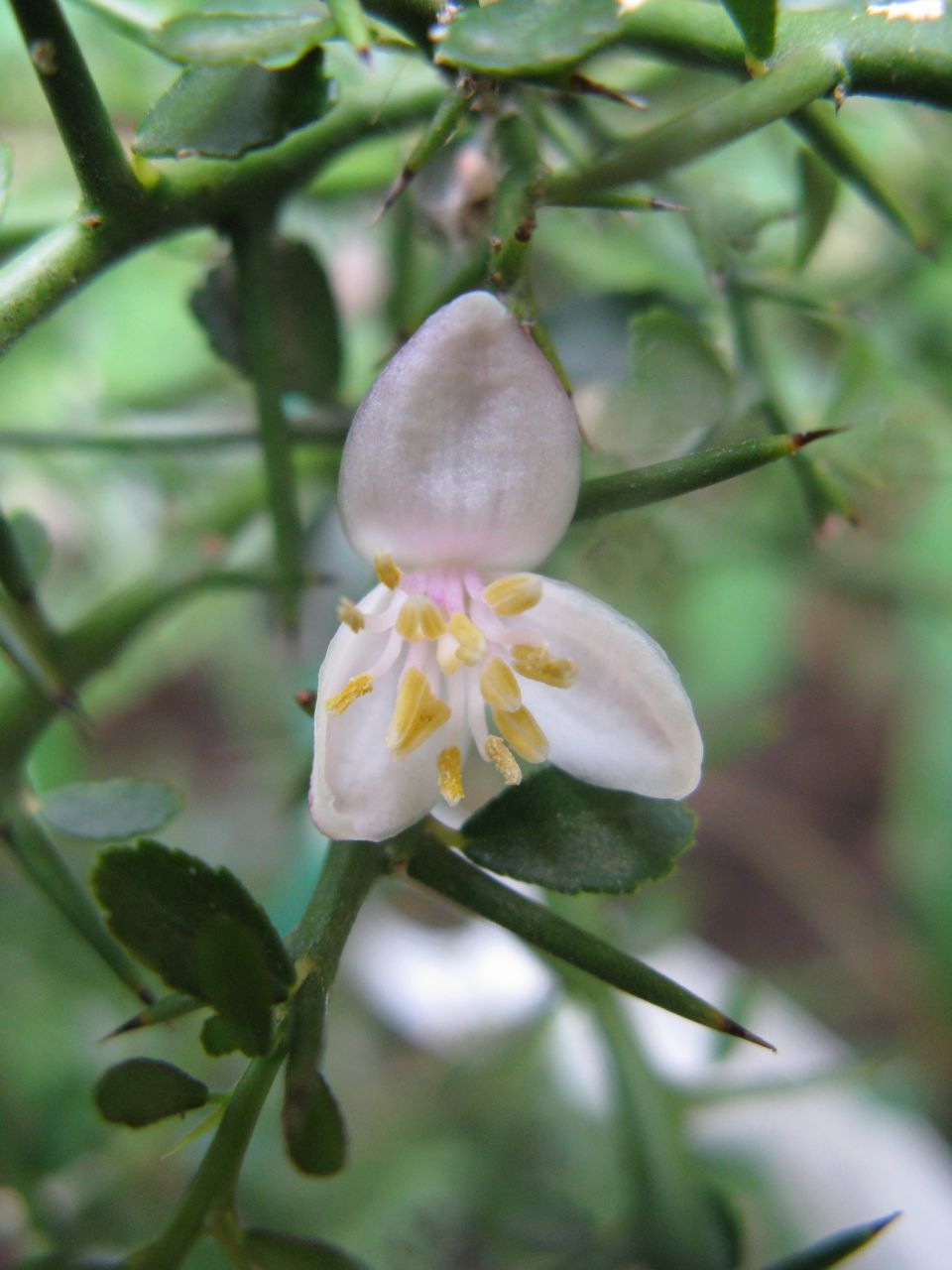 Citrus australasica (Finger Lime) (alternate view 3)