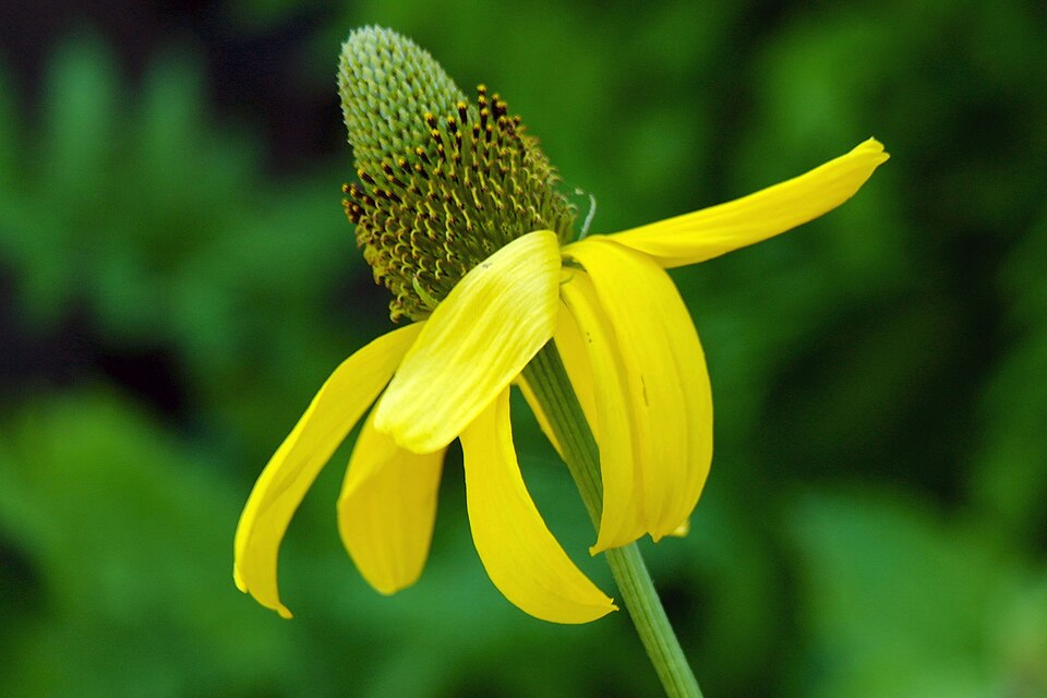 Ratibida pinnata (grey-headed coneflower) (alternate view 4)
