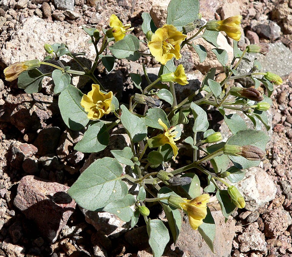 Physalis crassifolia (Thickleaf Groundcherry) (alternate view 6)
