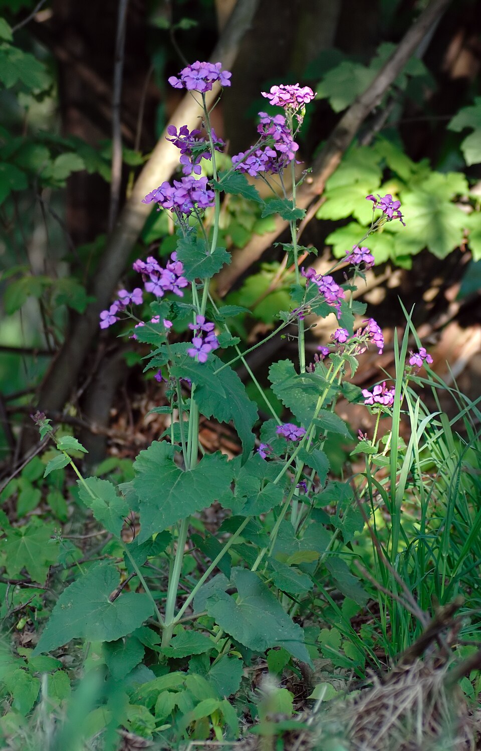 Lunaria annua (moneyplant) (alternate view 7)