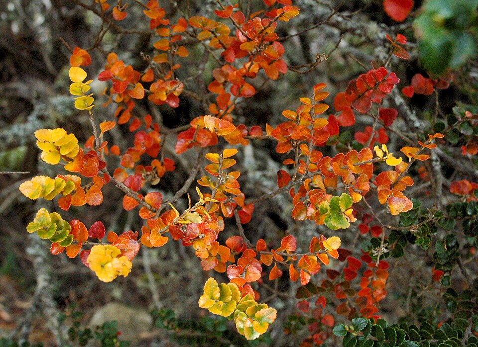 Nothofagus cunninghamii (Myrtle Beech) (alternate view 7)