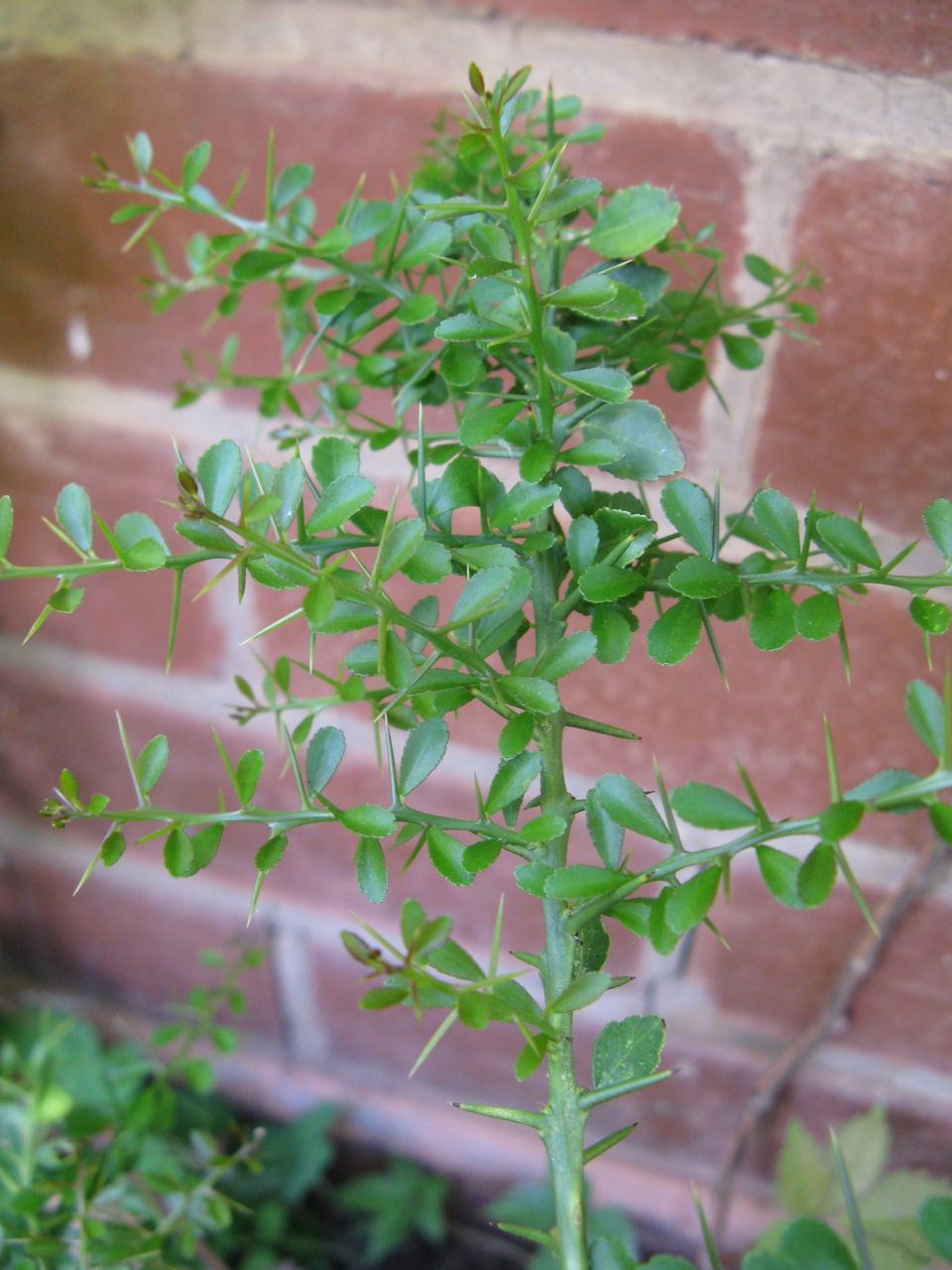 Citrus australasica (Finger Lime) (alternate view 5)