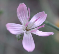 Stephanomeria pauciflora (Brownplume Wirelettuce) (alternate view 6)