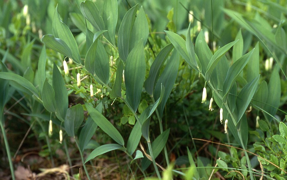 Polygonatum odoratum (Solomon's Seal) (alternate view 11)