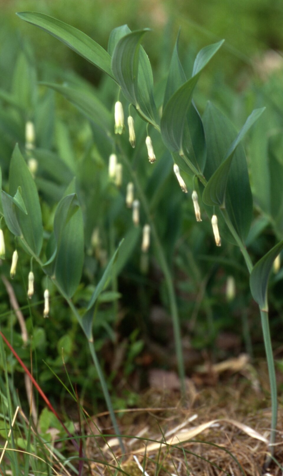 Polygonatum odoratum (Solomon's Seal) (alternate view 12)
