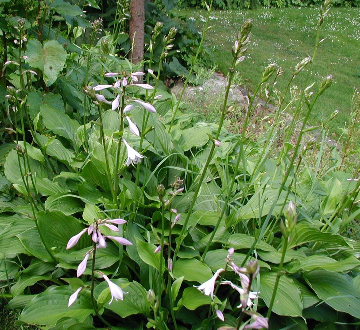 Hosta sieboldiana (Siebold's Hosta)