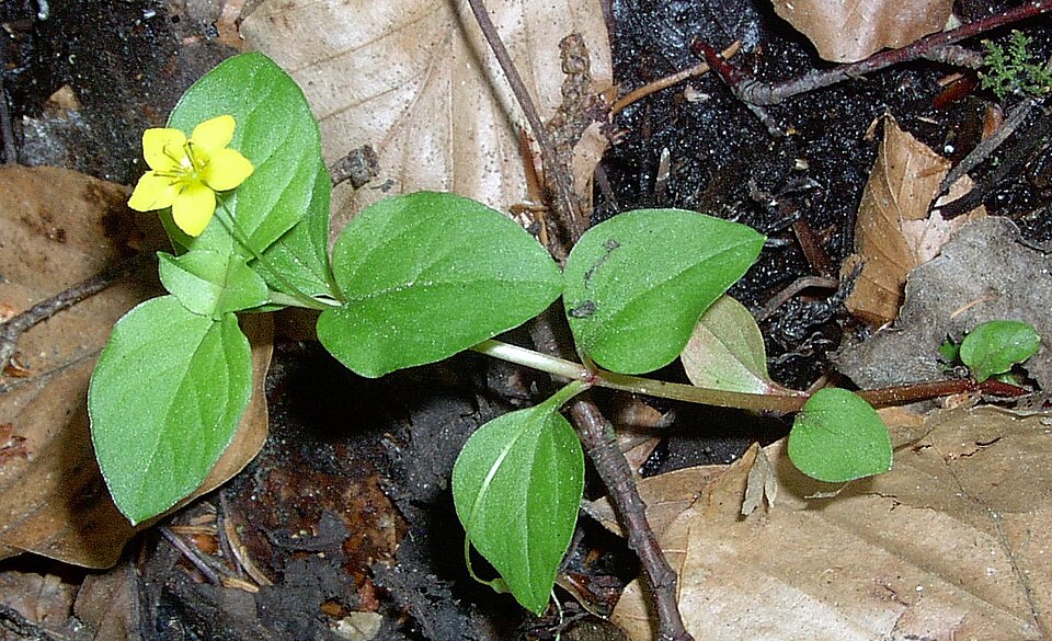 Lysimachia nemorum (Yellow Pimpernel)