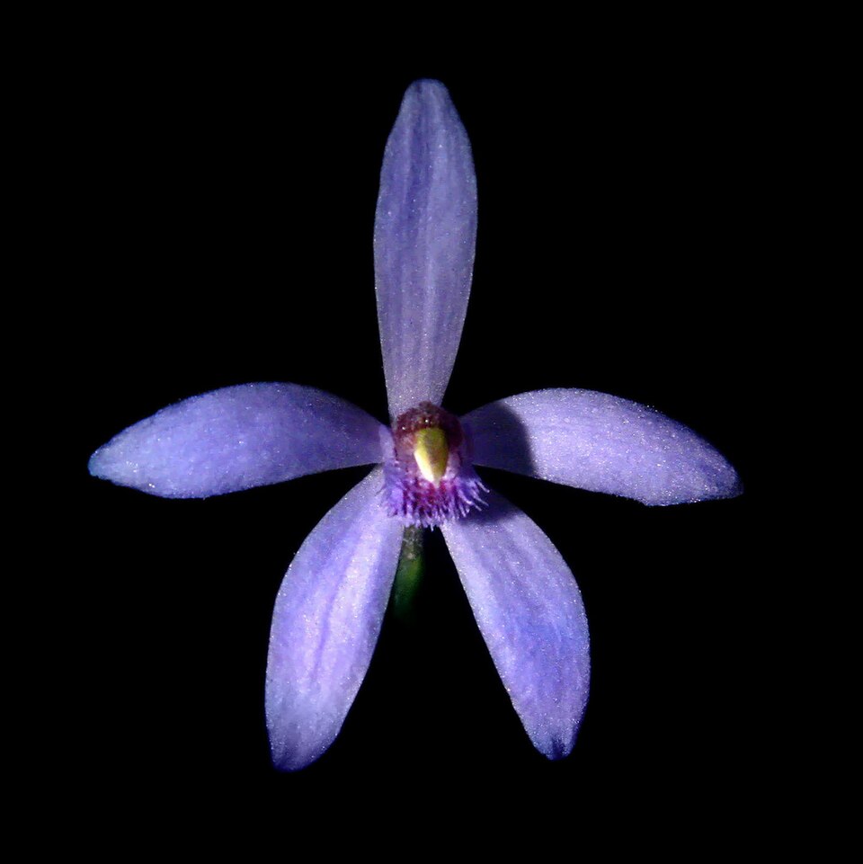 Pheladenia deformis (Blue Fairy Orchid) (alternate view 6)