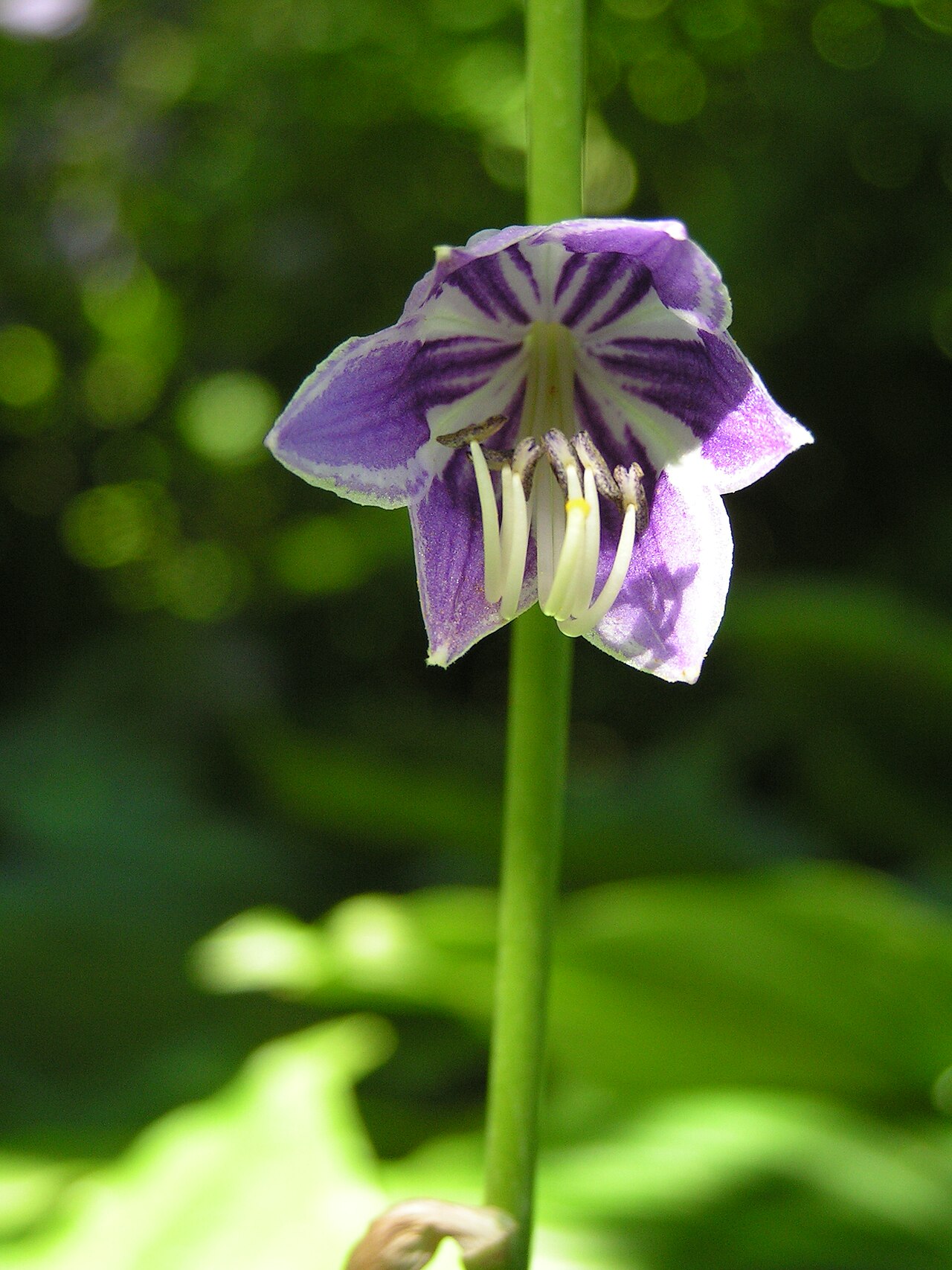 Hosta ventricosa, Blue plantain lily — clumping deciduous (Asparagaceae) (image 2 of 10)