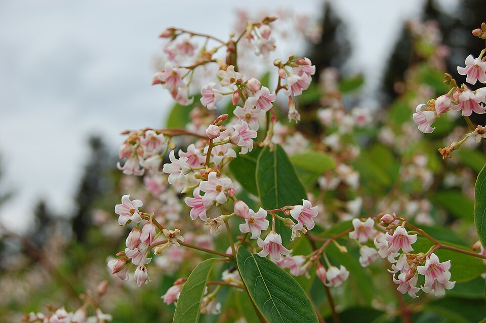 Apocynum androsaemifolium (Spreading Dogbane) (alternate view 6)
