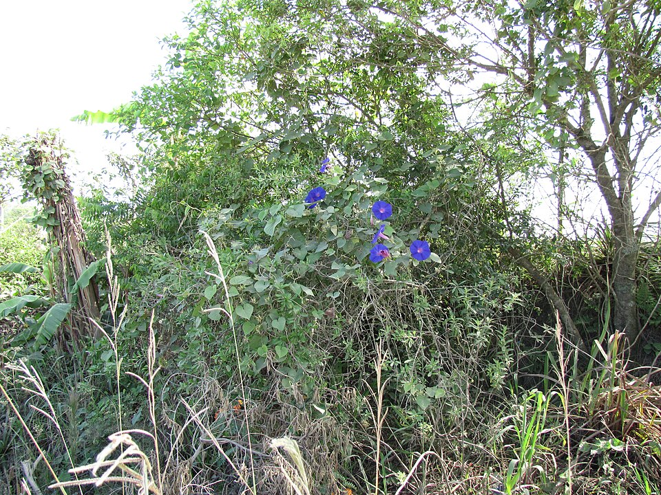 Ipomoea indica (oceanblue morning glory)