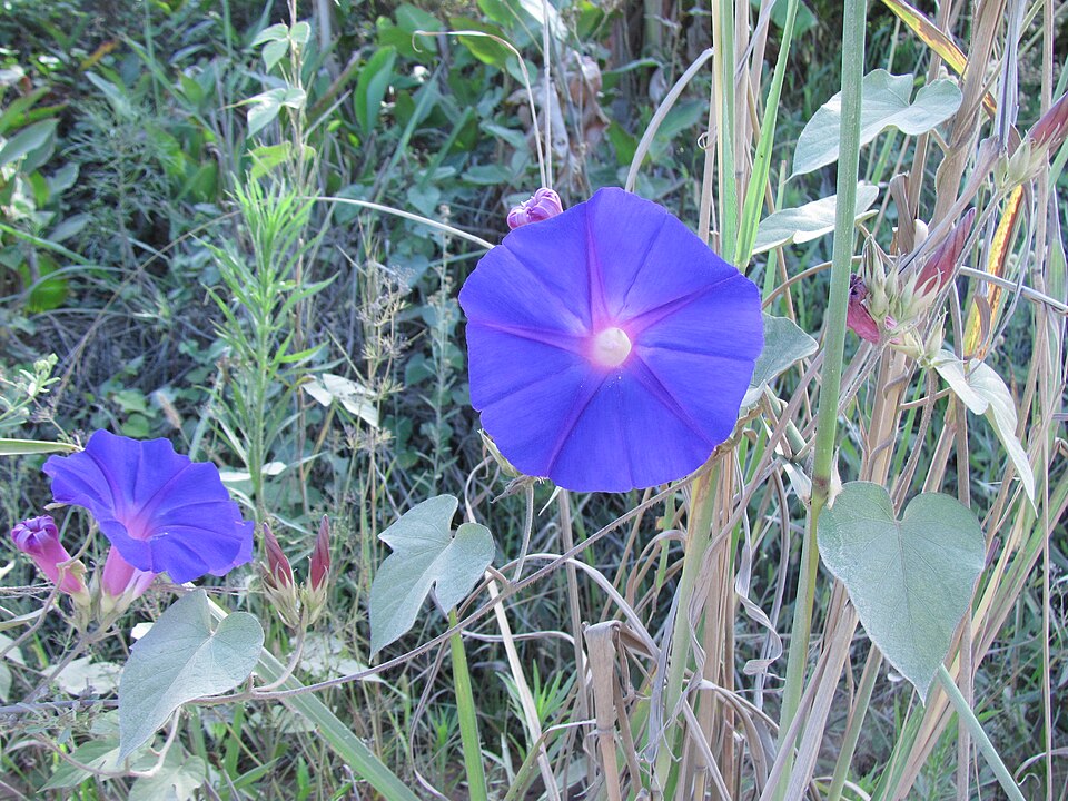 Ipomoea indica (oceanblue morning glory)