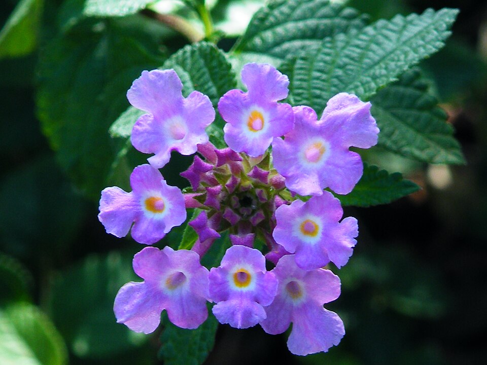 Lantana montevidensis (creeping lantana)