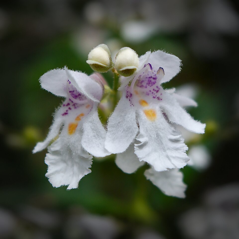 Prostanthera lasianthos (Christmas Bush) (alternate view 8)