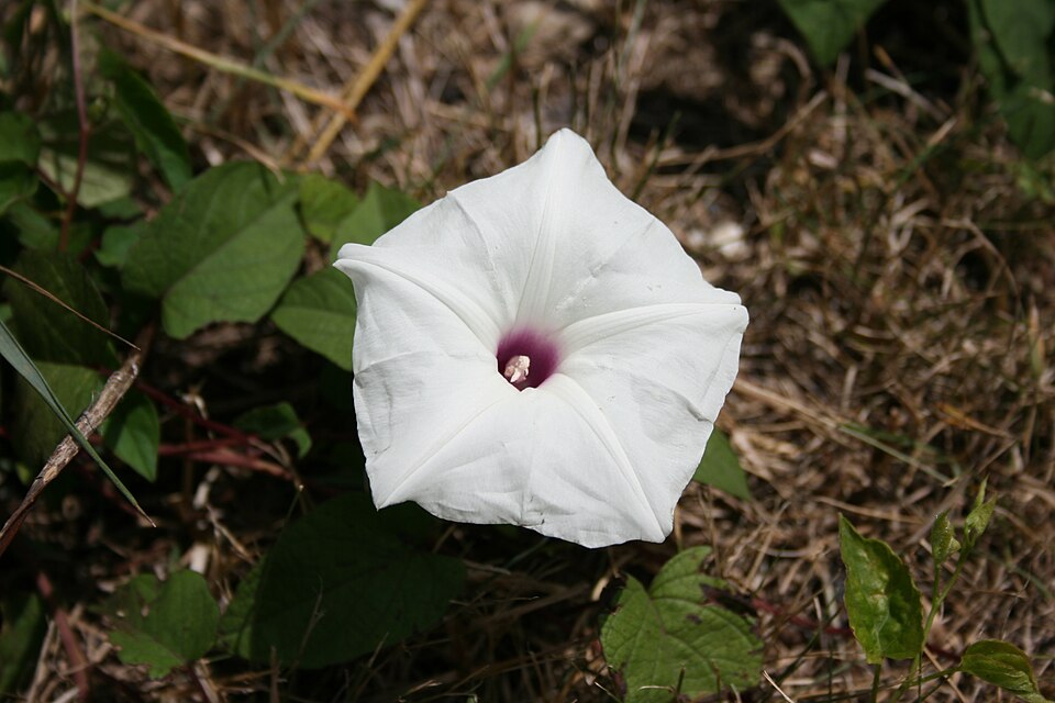 Ipomoea pandurata (wild potato vine) (alternate view 7)